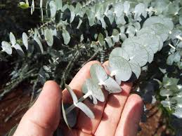 Image result for Eucalyptus