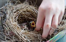 Hatchlings Nestlings And Fledglings How To Tell If That Baby Bird Needs Your Help Chimney And Wildlife