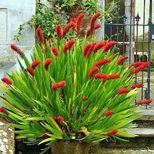 Xeronema Callistemon Poor Knights Lily Ornamental Grasses Tropical Landscaping Plants