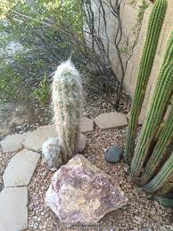 The long strands of hair that make this cactus look like it needs an emergency but the silver torch does things its own way. Cactus And Succulents Forum Old Man Cactus Dying Garden Org