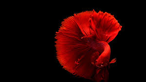 Visually, the biggest changes you'll see can be found along the taskbar. Fighting Fish Wallpapers Wallpaper Cave