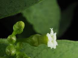 Image result for Rauvolfia mombasiana