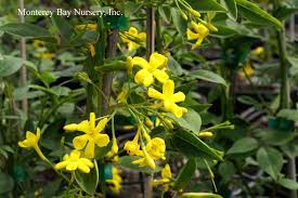 We did not find results for: Monterey Bay Nursery Plants J