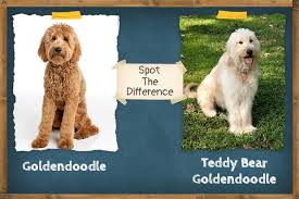 The goldendoodle is an affectionate and gentle dog that has gained popularity since he was first developed in 1990s. Goldendoodle Vs Teddy Bear Goldendoodle Spot The Difference Zooawesome