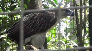 Wildlife center has a lagoon, an aquarium, a playground, botanical garden and a wildlife rescue center, which the department of environment and natural resources. The Largest Bird Philippine Eagle At Ninoy Aquino Parks And Wildlife Center 2 Youtube