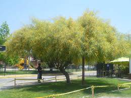 Image result for Parkinsonia aculeata