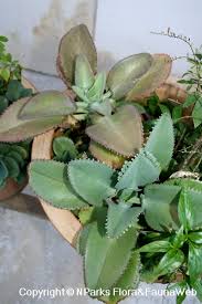 Image result for Bryophyllum