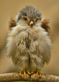 Cutest Thing Ever Animals Fluffy Animals Cute Animals