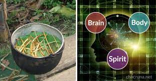 How The Amazonian Tea Ayahuasca Affects Mental Health