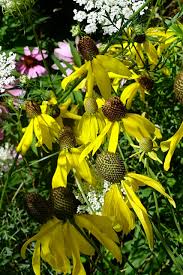 Image result for Cineraria pinnata