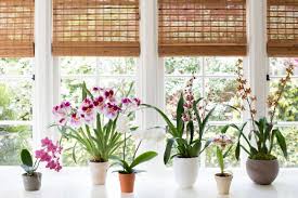 Easy houseplants | the home depot canada. Best Indoor Plants 6 Flowering Orchids To Grow Gardenista