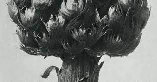 Download Premium Illustration Of Centaurea Macrocephala Bighead Knapweed Karl Blossfeldt Fine Art Dark Flowers