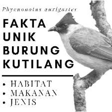 Salah satu jenis binatang yang selalu identik dengan mitos adalah burung, seperti yang sudah seringkali disampaikan yaitu burung hantu dan burung pipit. Bird Burung Fakta Unik Tentang Burung Gentilang Atau Kutilang Raja Petshop