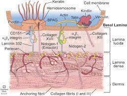 Knowledge of the structure and chemical composition of the basement membrane zone. Basement Membranes In The Cornea And Other Organs That Commonly Develop Fibrosis Springerlink