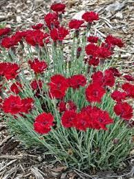 Dianthus Fire Star Flowers Perennials Plants Garden Online