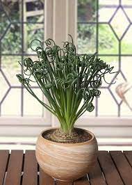 Pin On Flowers And Gardens