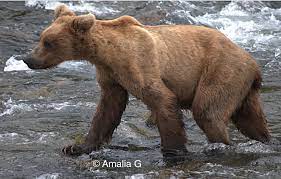 A Very Skinny 503 Early In The Season Making His Way Up To The Falls To Start His Salmon Feast Photo By Amalia G Brown Bear Grizzly Bear Katmai