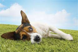 Maybe you would like to learn more about one of these? The Poop Scoop Dog Poop Disposal Service