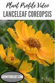 Lanceleaf Coreopsis Video Native Plant Gardening Plant Life Cycle Plants