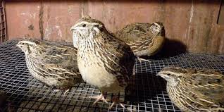 Berkokok di luar gelanggang, bila ke tengah menyusup di bawah kelengkang. Perawatan Kandang Beternak Burung Puyuh Poultryshop Indonesia