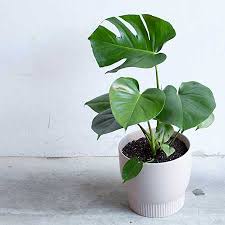 Monstera Deliciosa L Optional Pot Perths Best Indoor Plants