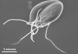 Ground and surface water can become infected with giardia from agricultural runoff, wastewater discharge or animal feces. Giardia Muris An Overview Sciencedirect Topics