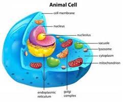 Maybe you would like to learn more about one of these? Draw A Well Labelled Diagram Of Animal Cell And Mention One Function Of The Main Cell