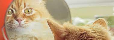 Here's the deal — cats don't recognize themselves when they look in a mirror. Do Cats Understand Mirrors Their Reflection Hill S Pet