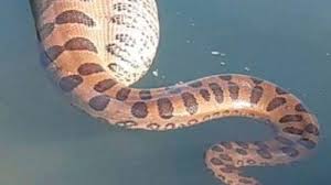 Penampakan ular terbesar di dunia. Perut Anaconda 5 Meter Jadi Besar Mangsa 95 Kg Ternyata Di Dalam Perut Meliuk Liuk Di Air Tribun Manado