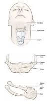 Image result for Hyoid Bone