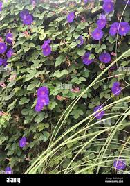Image result for Ipomoea verbascoidea