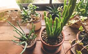 You can behead the succulent (cut it an inch below the rosette at the top). Are Your Plants Getting Enough Light