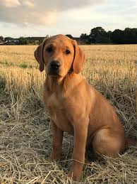 Fox Red Lab Jack In His Favourite Field Cute Dogs Dog Aww Puppy Adorable In 2020 Fox Red Labrador Red Lab Puppies Fox Red Labrador Puppy
