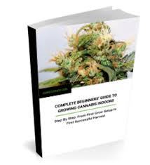 Light fixture with 1 t5 high output bulb and light stand. Complete Grow Lights Guide Led Cfl T5 And Hid What Is The Best Grow Light 420beginner