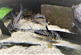 Fischliste Susswasser Zoo Thun