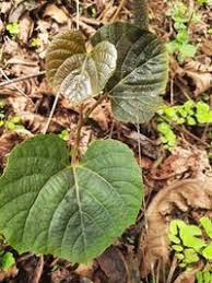 Image result for Ampelocissus