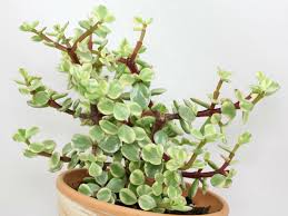 Image result for Portulacaria