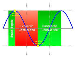 Squat Biomechanical Work Chart And The Three Type Of Muscle Contractions Isometric Contraction Types Of Muscles Muscle Contraction
