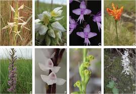 Image result for Platycoryne mediocris