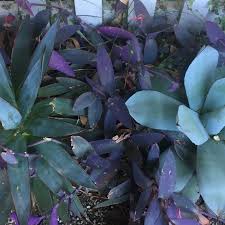Image result for Commelina purpurea