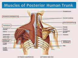 The torso or trunk is an anatomical term for the central part, or core, of many animal bodies (including humans) from which extend the neck and limbs. Muscles Of The Upper Body Torso Youtube