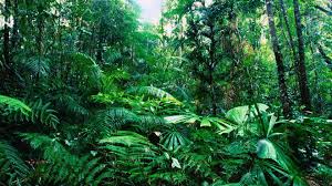 2560x1600 greenforest wallpaper picture backgrounds high resolution of desktop green forest. Desktop Jungle Wallpaper Ixpap