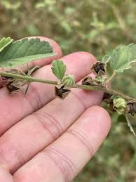 Image result for Sida chrysantha