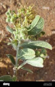 Image result for Combretum hereroense