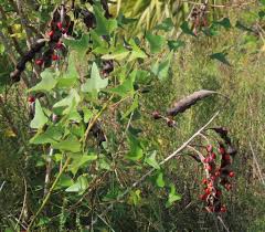 Image result for Erythrina excelsa