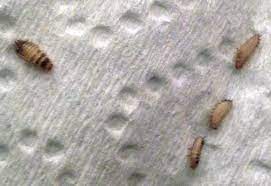To get the worms in a convenient bag, just put bedding and food in a mesh onion bag or burlap sack and bury it; Small White Bugs In Kitchen Cabinets Novocom Top