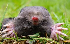 Einen maulwurf zu haben kann tatsächlich wohltuend für deinen garten sein, da sie anderes ungeziefer. Was Macht Der Maulwurf Bei Bodenfrost