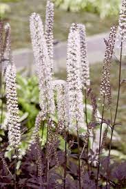 Check spelling or type a new query. Great Plant Picks Unbeatable Plants For The Maritime Northwest Garden