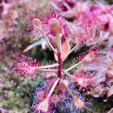 Image result for Drosera madagascariensis