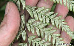 Image result for Pityrogramma